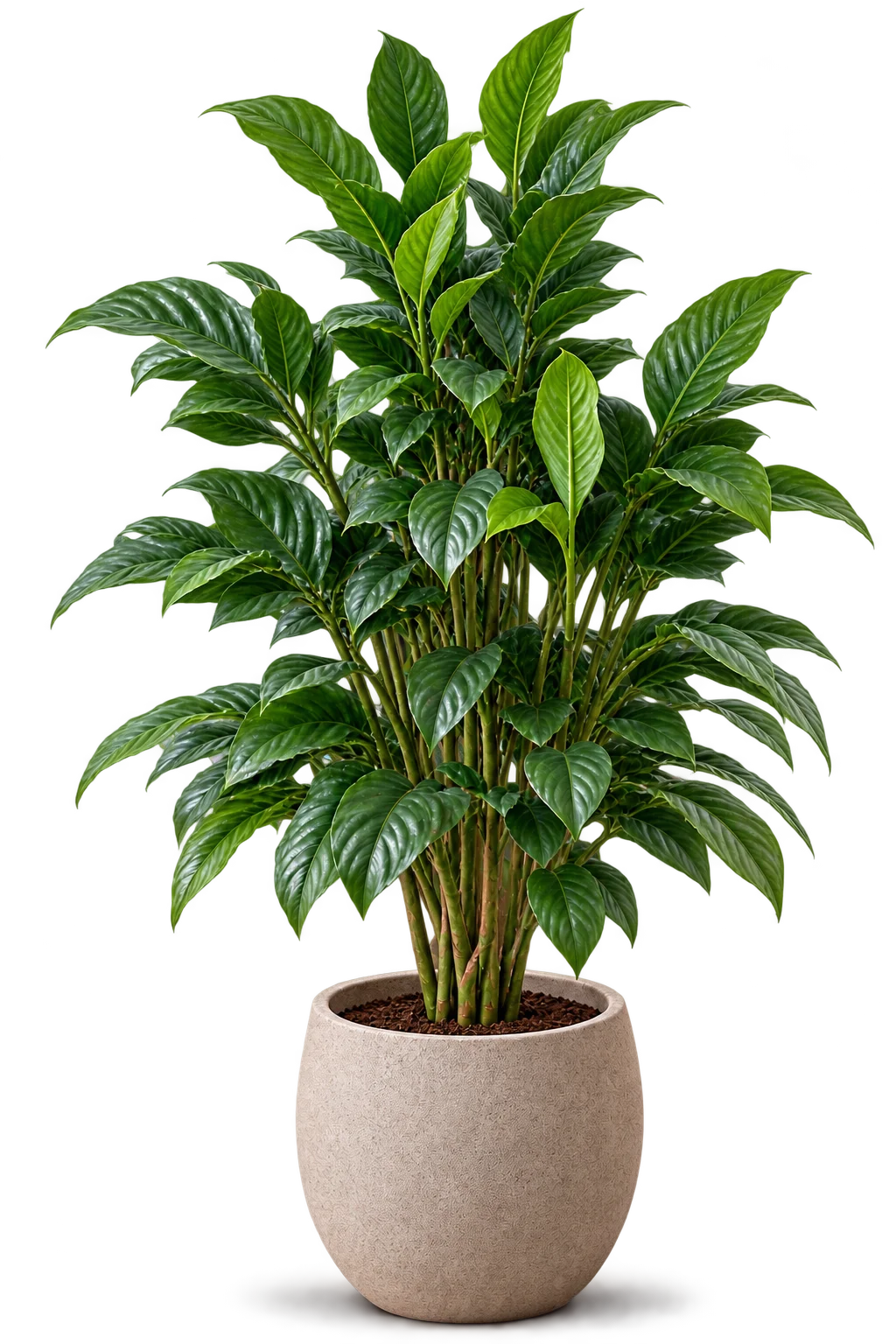 Tree 2