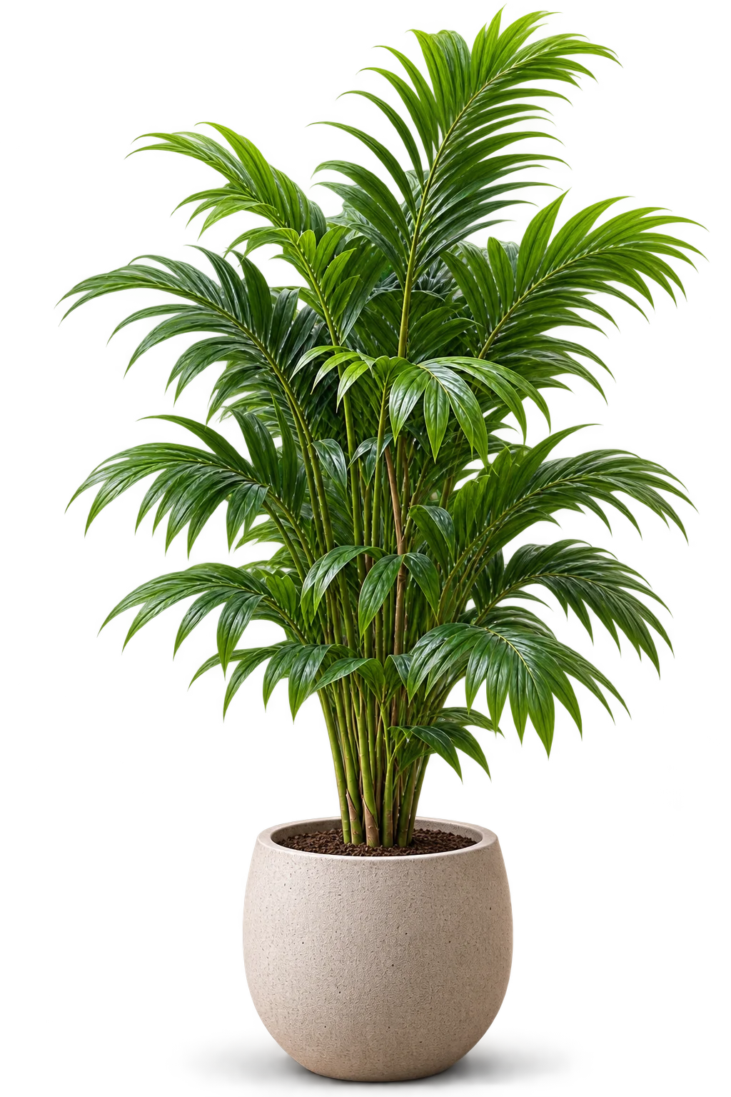 Tree2 2