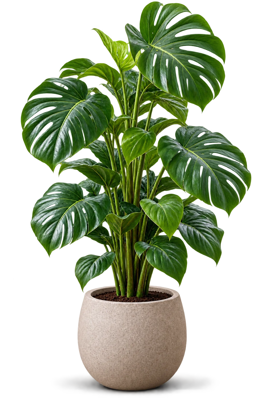 Tree2 3