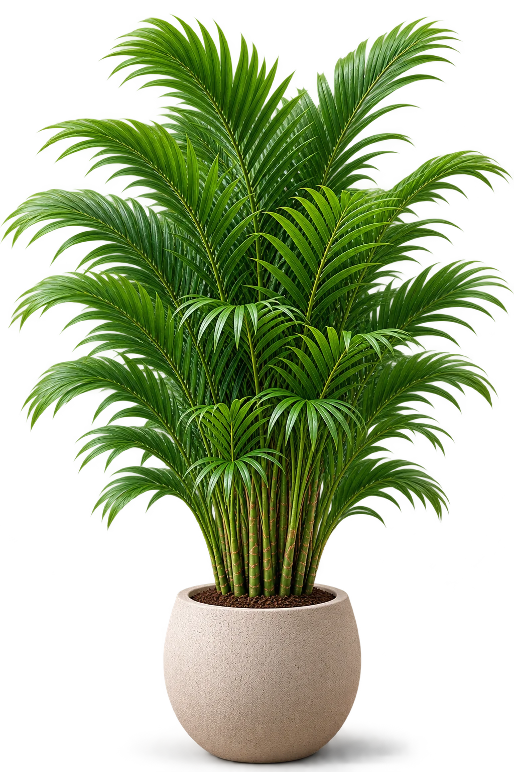 Tree2 4