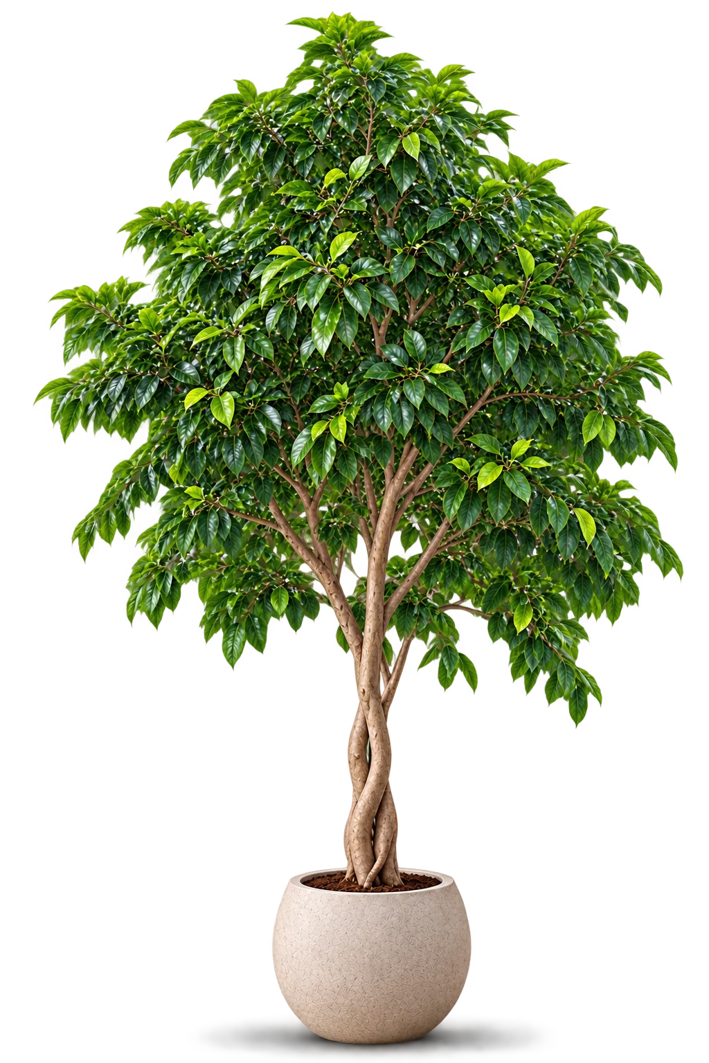 Tree 3