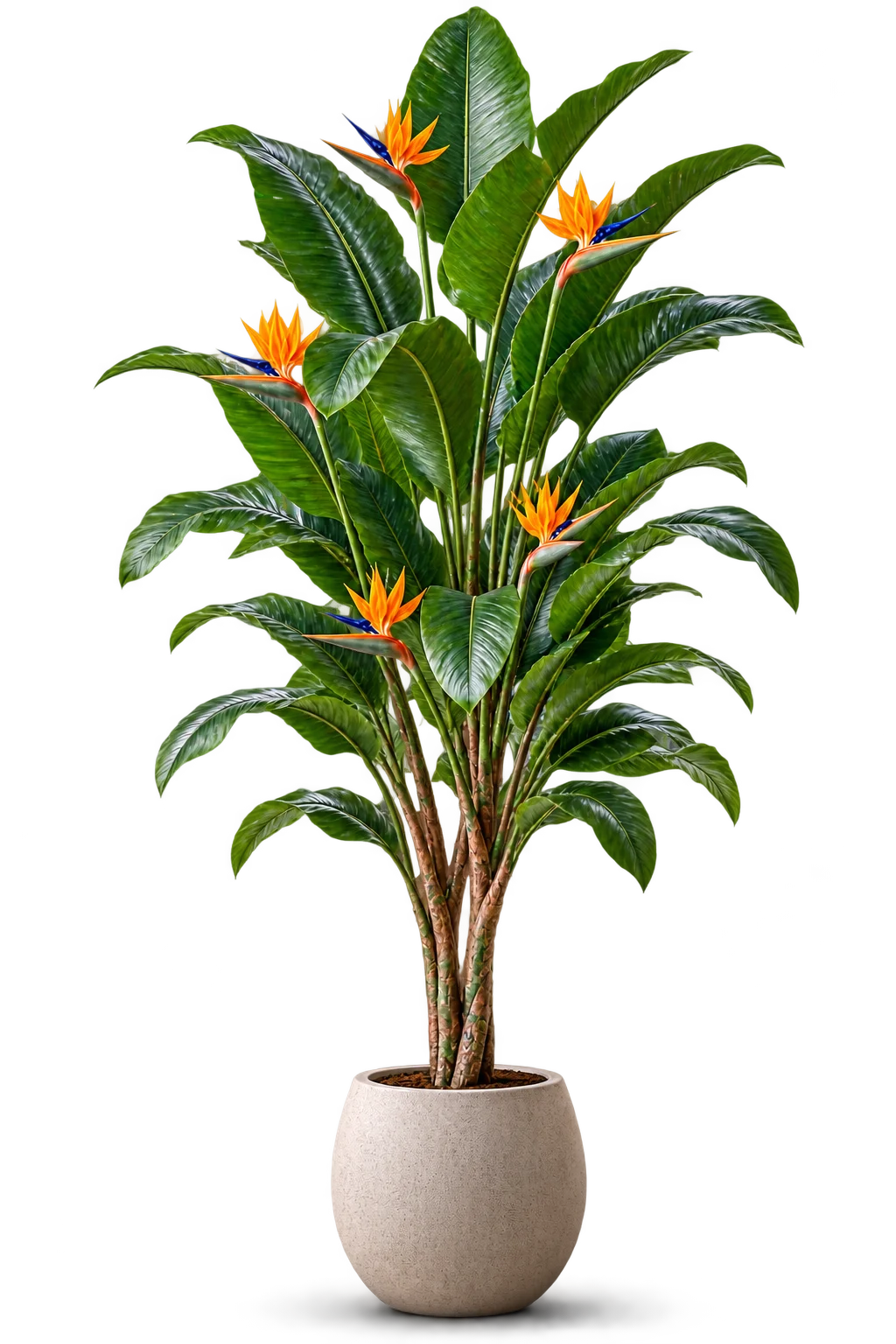 Tree 4